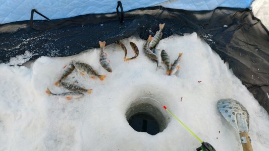 Затон после морозов, 12.12.25