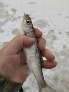 Загар, Загар, Удар!..