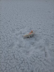 Не нужны нам Тайвани далекие, мы и в городе рыбу найдём!