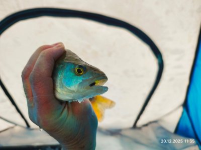 С безмотылкой на речке.