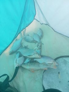 Холодный выход .