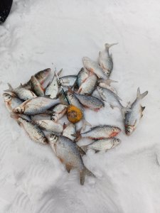 Скучная плотва. Затон.