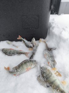 Тренировка на Берди