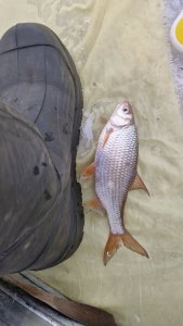 Бердск залив. 04.12.2025г