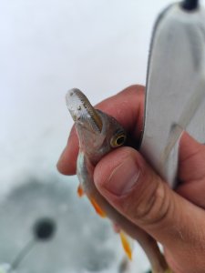 Тренировка на Берди