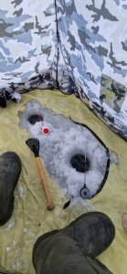 Царская рыба