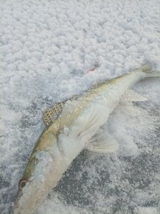 Не нужны нам Тайвани далекие, мы и в городе рыбу найдём!