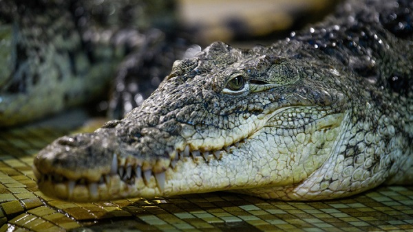 В США женщина добыла огромного аллигатора ради коврика