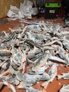 Открытие в Томской области