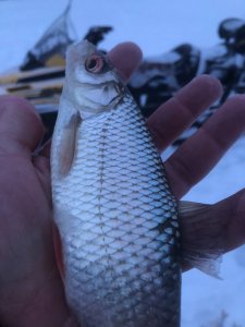 Судак на Томи!!