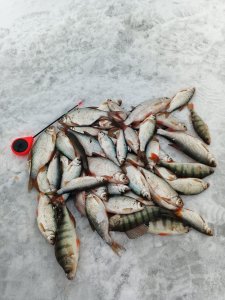 В Затоне плотва