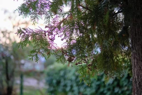 Тест нового ИИ-генератора сверхреалистичных изображений ChatGPT Images