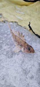 Царская рыба