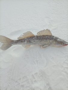 Не нужны нам Тайвани далекие, мы и в городе рыбу найдём!