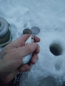 Вьюна или "Звёздный"час Свояка!..