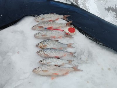 ОВХ. За тремя "зайцами" по гонишься, и ......"