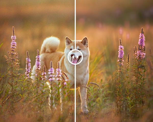 ACDSee Photo Studio 26 поддерживает ИИ без подключения к интернету