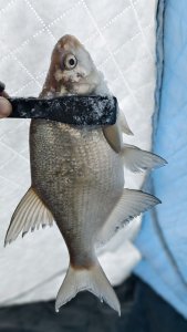 Затон Ракитная 17.12.25, три дня поисков