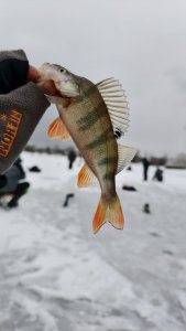 Затон, две рыбалки до рыбного дня