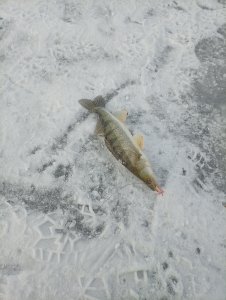 Не нужны нам Тайвани далекие, мы и в городе рыбу найдём!