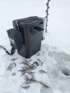 Тренировка на Берди