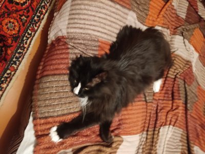 Каинские похождения