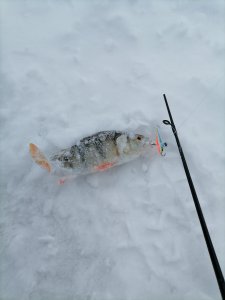 20.12.2025 г. Колываны