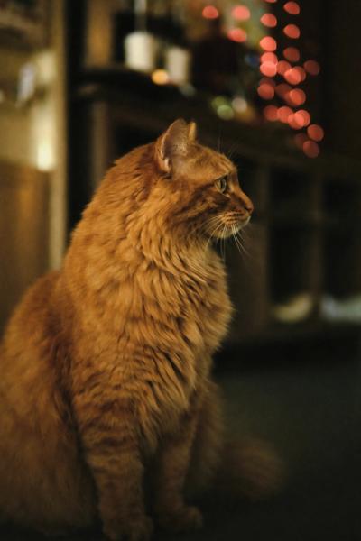 Тест нового ИИ-генератора сверхреалистичных изображений ChatGPT Images