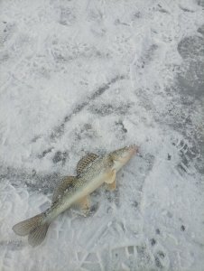 Не нужны нам Тайвани далекие, мы и в городе рыбу найдём!