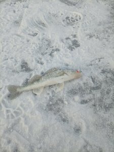 Не нужны нам Тайвани далекие, мы и в городе рыбу найдём!