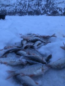 Судак на Томи!!