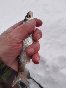 Вьюна предновогодняя!..