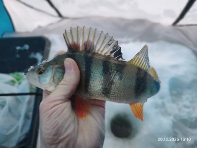 С безмотылкой на речке.