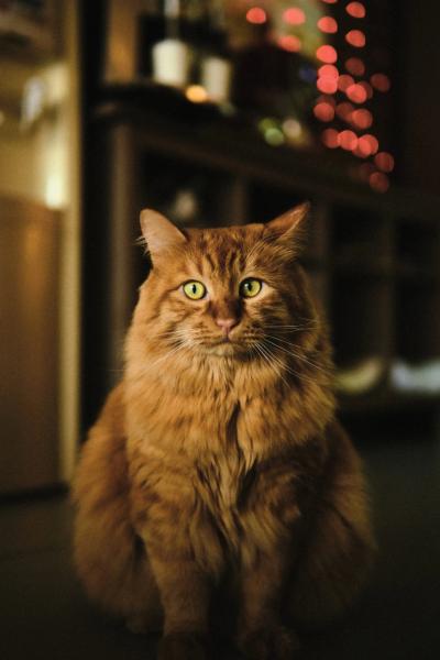 Тест нового ИИ-генератора сверхреалистичных изображений ChatGPT Images