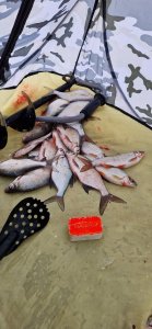 Бердск залив. 04.12.2025г