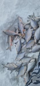 24 декабря, ,,Ремикс''.