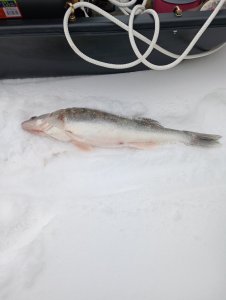 Подводя итоги 4х дней разминки на ОВХ после 40лет без подледной рыбалки