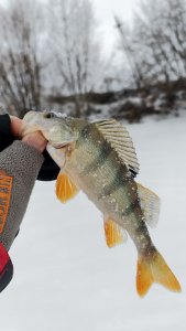 Затон, две рыбалки до рыбного дня