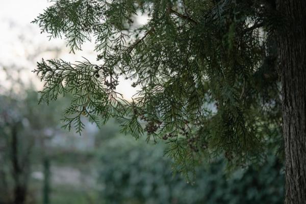 Тест нового ИИ-генератора сверхреалистичных изображений ChatGPT Images